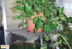 Étagère En Aluminium à Charge Lourde < 40 Kg Pour Serre Palram -Garantia Boutique etagere aluminium charge lourde 40kg palram heavy duty shelf kit 4