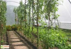 Serre Tunnel Tonneau En Polyéthylène 34 M² - Gothique 7,5 X 4,5 M 7 Serre Tunnel Tonneau En Polyéthylène 34 M² - Gothique 7,5 X 4,5 M -Garantia Boutique g45750atc serre tunnel goth 7.5