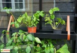 Mini Serre De Jardin En Verre Trempé – Juliana City -Garantia Boutique mini serre jardin verre trempe aluminium juliana city 4