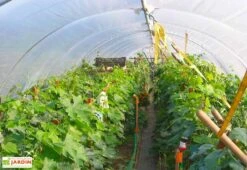 Serre Tunnel En Acier Et Polyéthylène Flandre Avec Aérations – Largeur 3,70 M 5 Serre Tunnel En Acier Et Polyéthylène Flandre Avec Aérations – Largeur 3,70 M -Garantia Boutique serre tunnel tonneau acier polyethylene flandre largeur 370m 1