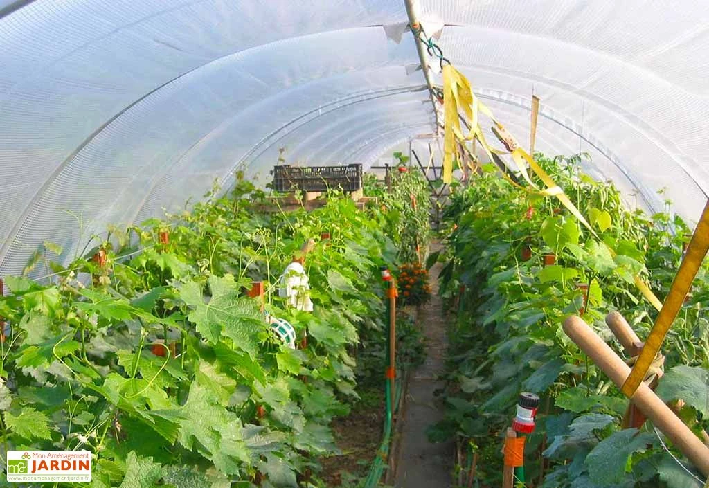 Serre Tunnel En Acier Et Polyéthylène Flandre Avec Aérations – Largeur 3,70 M 4 Serre Tunnel En Acier Et Polyéthylène Flandre Avec Aérations – Largeur 3,70 M – Image 2